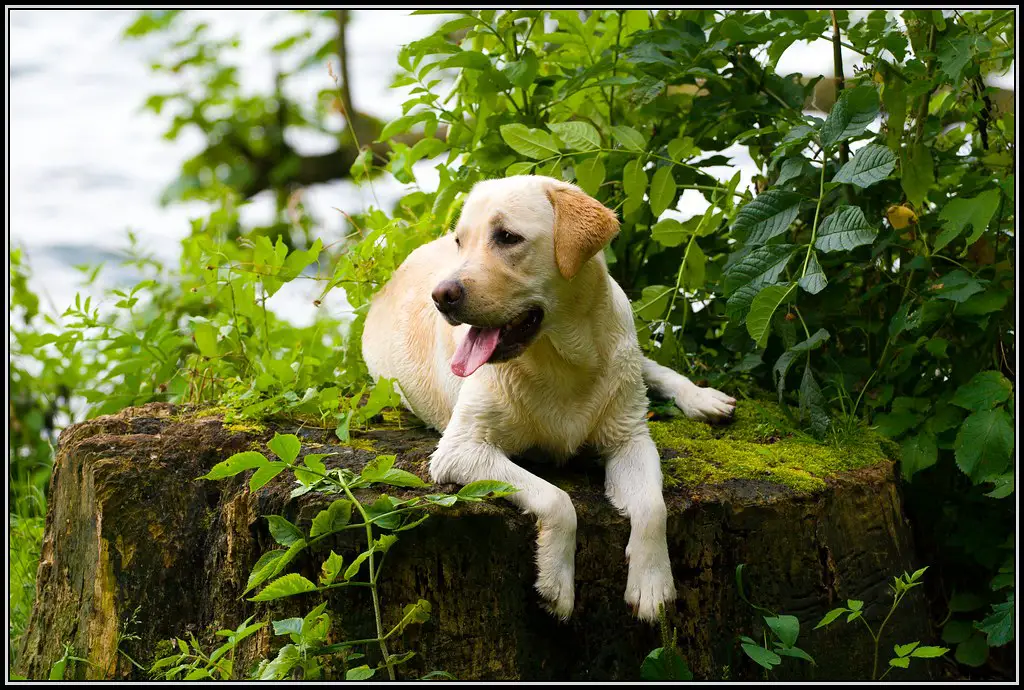 Wie groß wird ein Labrador rüde? 1 Wie groß wird ein Labrador rüde?