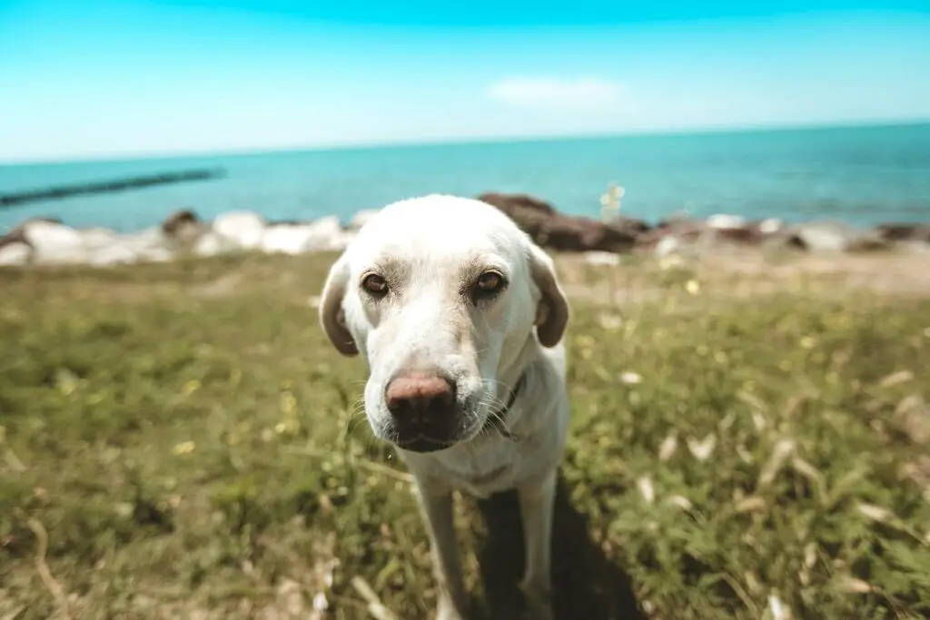 Labrador Dudleys Gesundheit