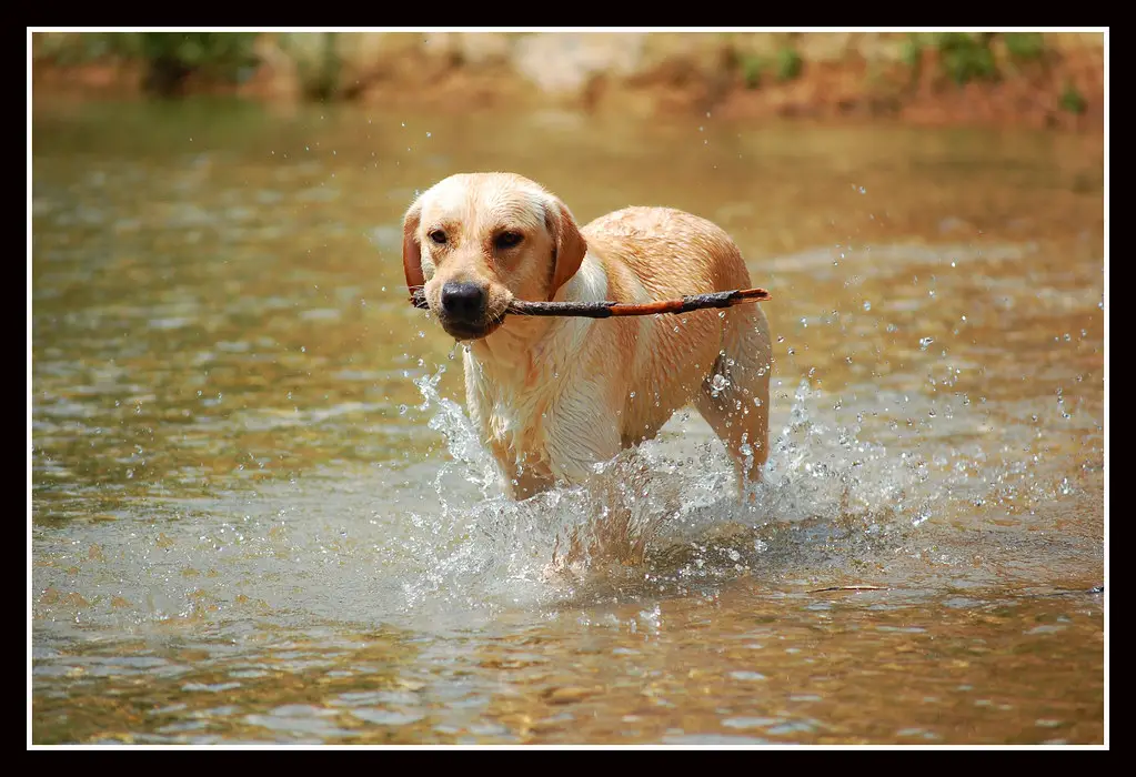 Wie lange ist ein Labrador schwanger?
