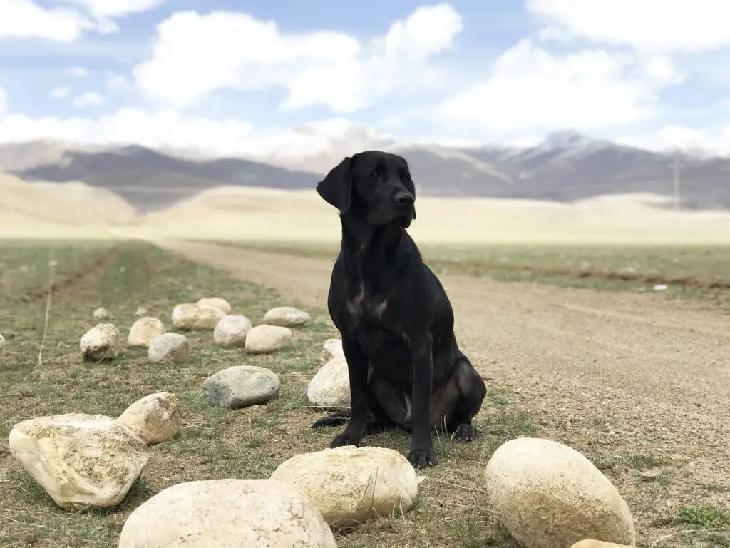 Wie erziehe ich einen Labrador Dalmatiner Mix richtig? 1 Wie erziehe ich einen Labrador Dalmatiner Mix richtig?