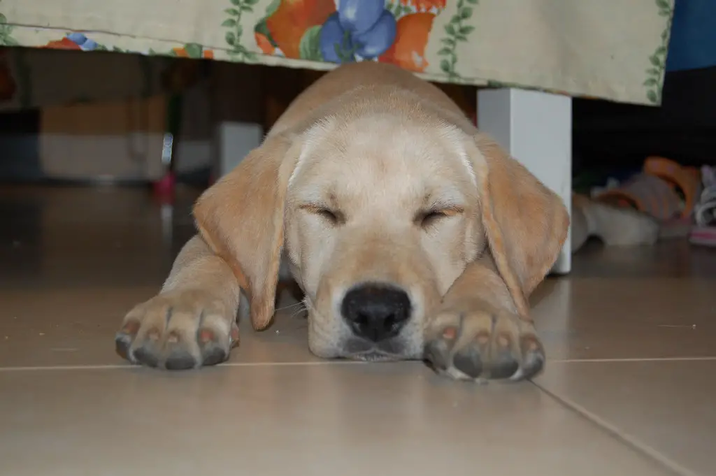 Labrador haart extrem? So bändige ich die Fellmassen