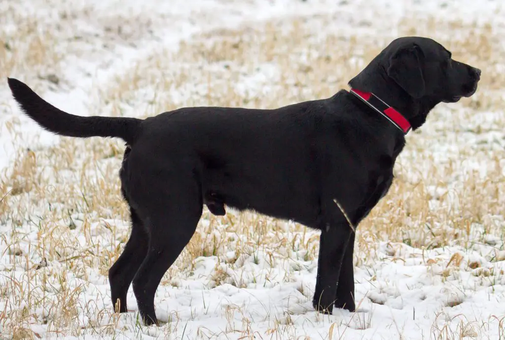 Wie viele Welpen hat ein Labrador? 1 Wie viele Welpen hat ein Labrador?