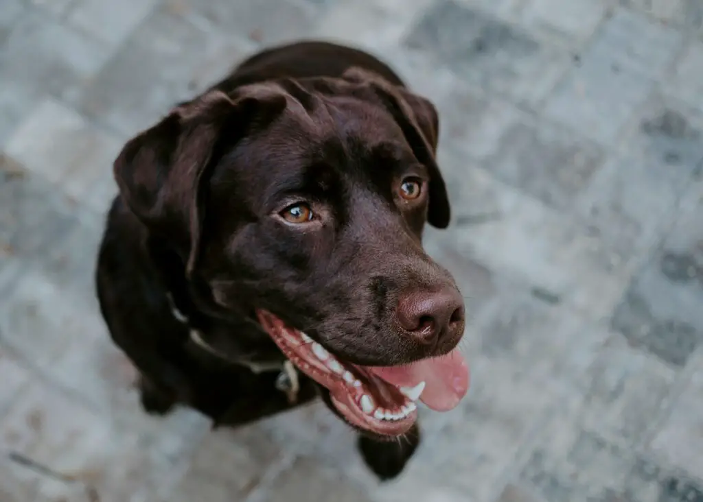 Border Collie Mix Labrador  - Alles was Sie wissen müssen