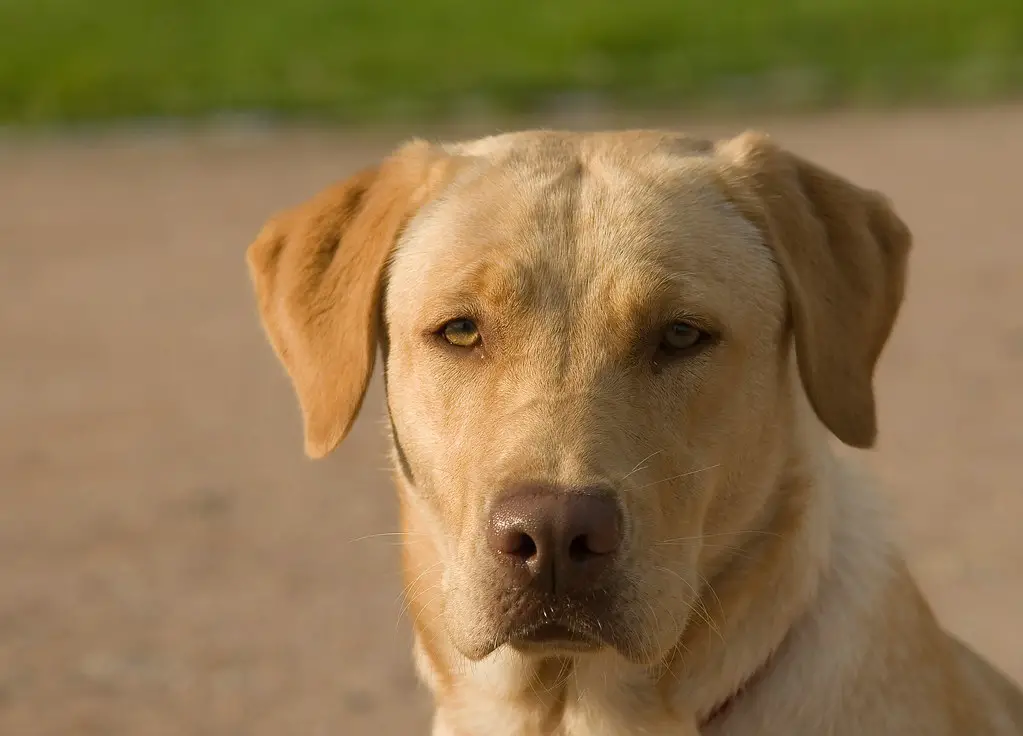 Wann ist ein Labrador Erwachsen? 1 Wann ist ein Labrador Erwachsen?