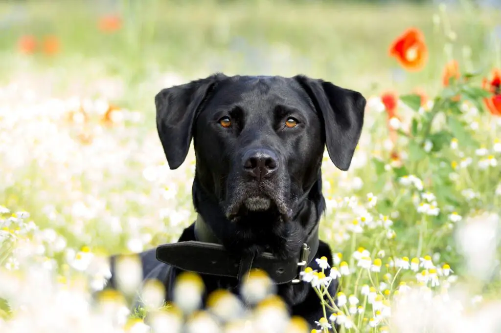 Wie man einen Rotfuchs Labrador richtig pflegt