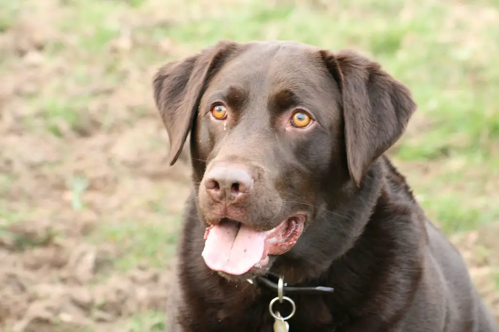 Wann verlieren Labradorwelpen ihre Milchzähne? 1 Wann verlieren Labradorwelpen ihre Milchzähne?
