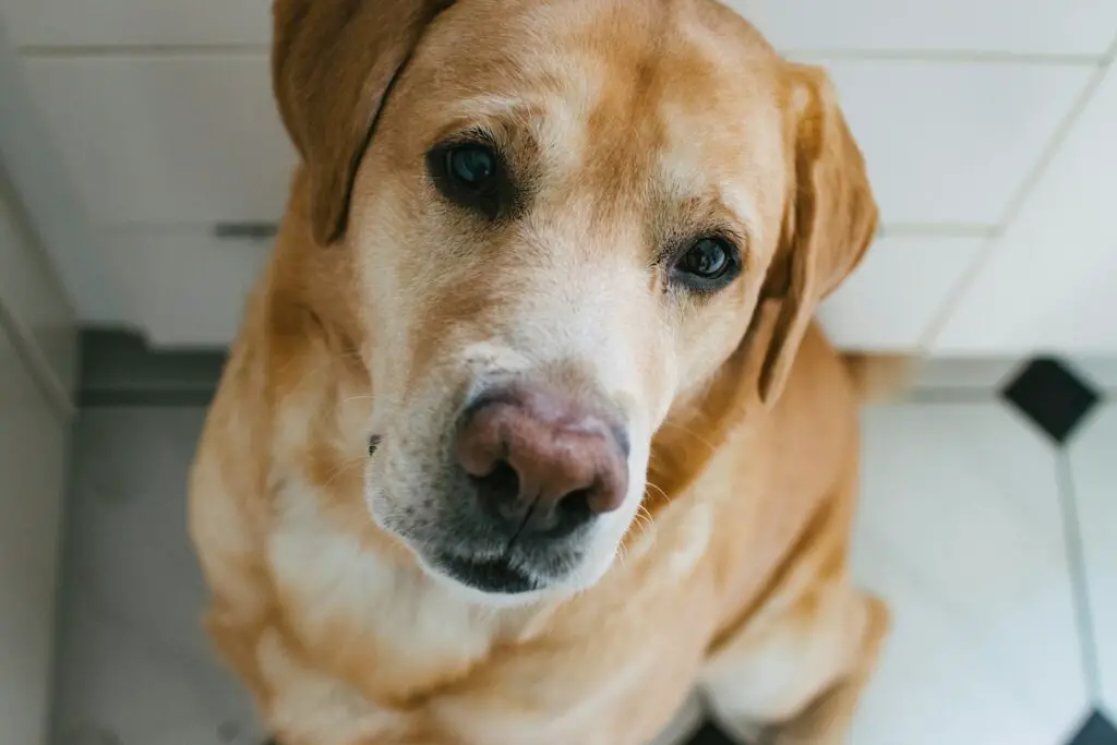 Labrador Weimaraner Mix Erfahrungen - Ein Ratgeber