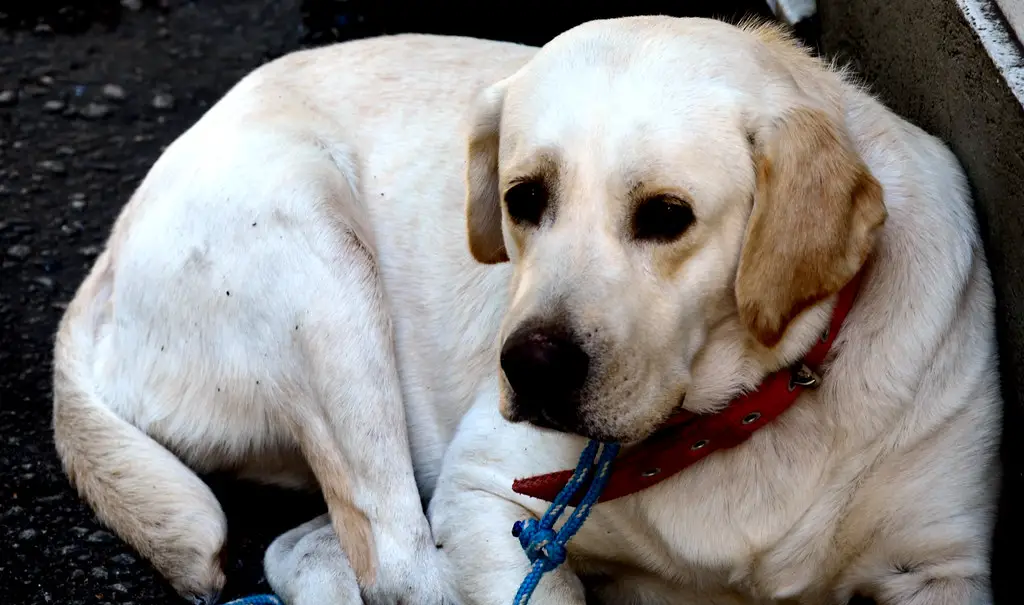 Wie viel kostet ein Labrador? 1 Wie viel kostet ein Labrador?
