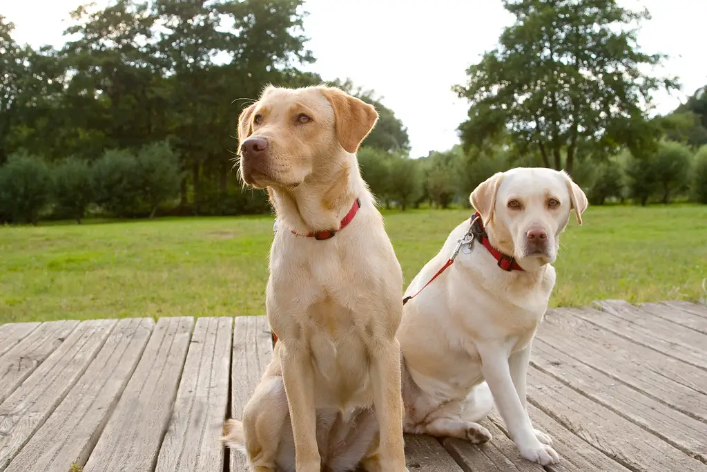 Rassen ähnlicher Hunde wie Labrador 1 Rassen ähnlicher Hunde wie Labrador