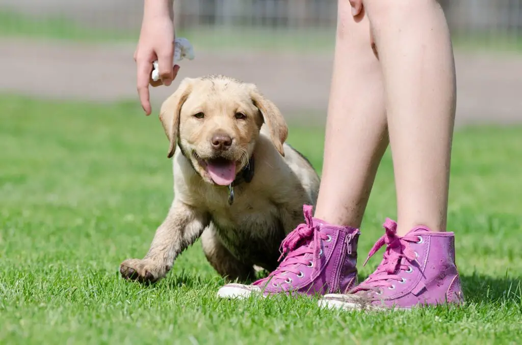 Wie schnell wachsen Labrador Welpen?