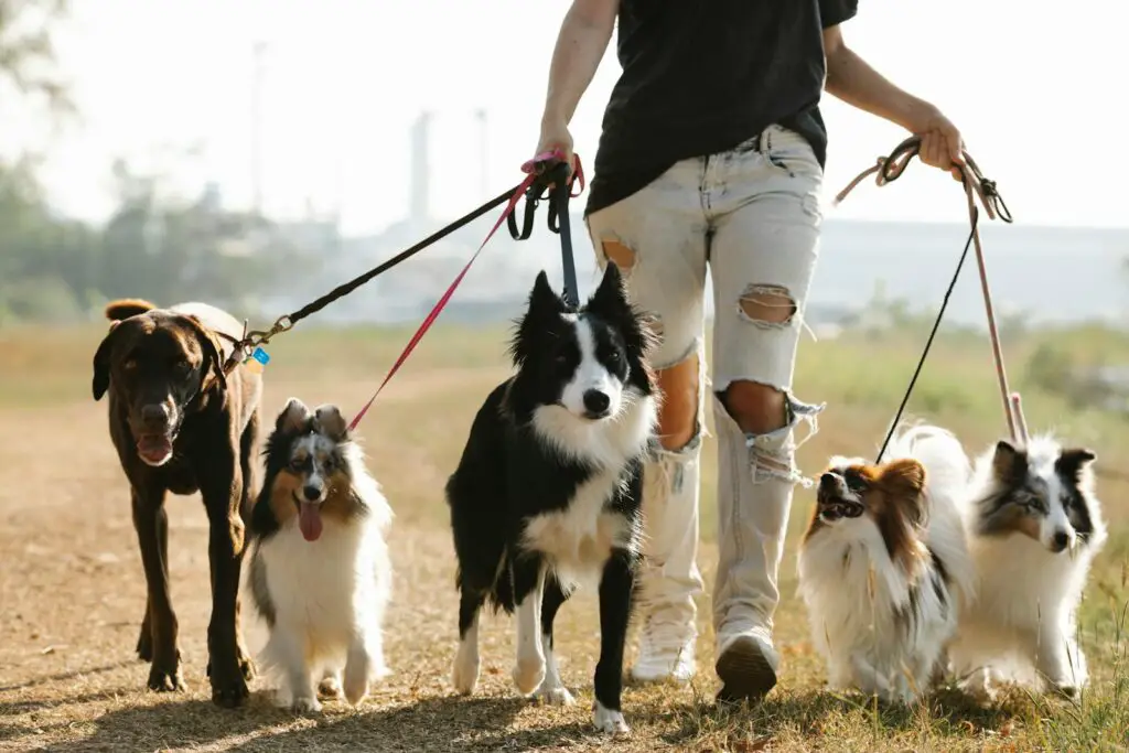 Wie groß wird ein Border Collie Labrador Mix? 1 Wie groß wird ein Border Collie Labrador Mix?