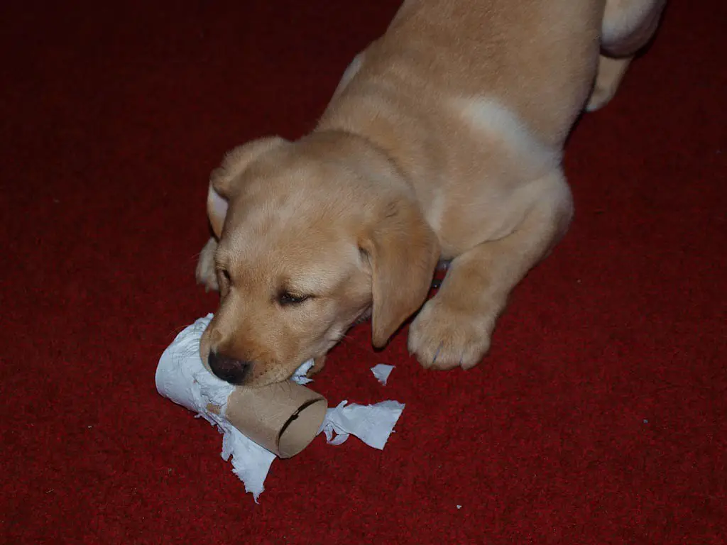 Wie schnell wächst ein Labrador Welpe? 1 Wie schnell wächst ein Labrador Welpe?