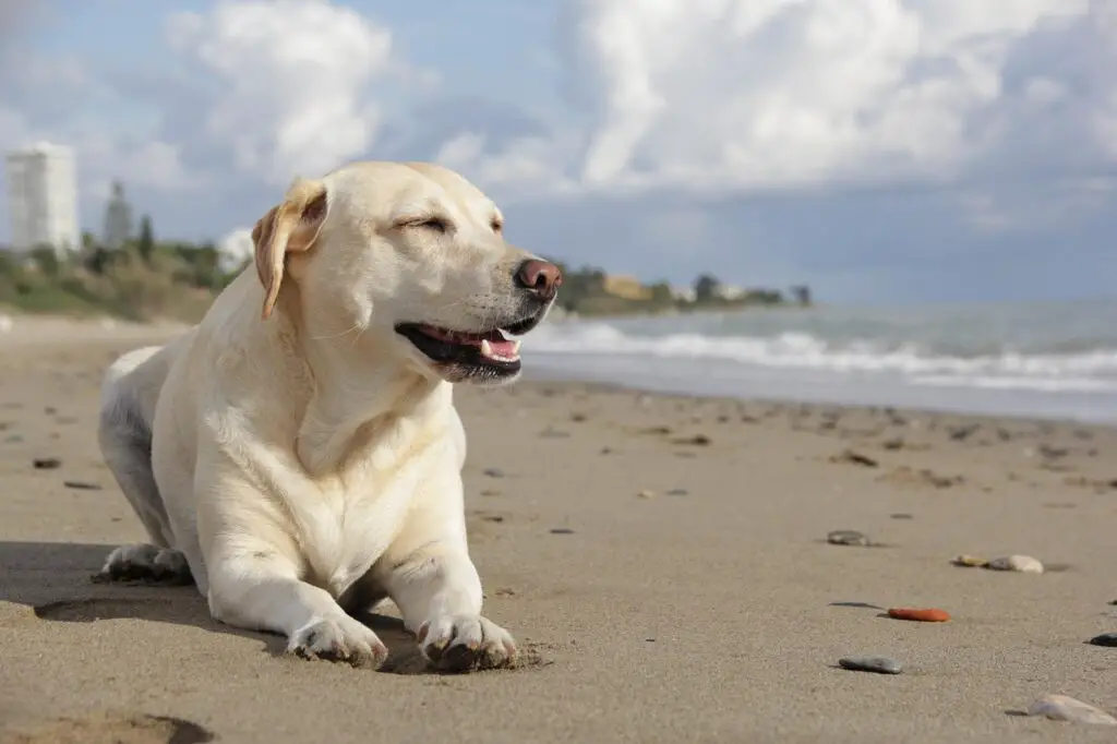 Die perfekte Größe des Labrador Dogge Mix - Alles, was du wissen musst