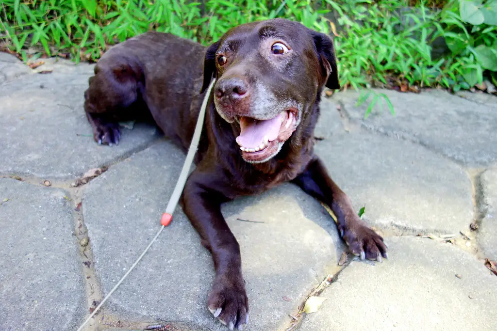 Wie stark Haaren Labrador Retriever? 1 Wie stark Haaren Labrador Retriever?