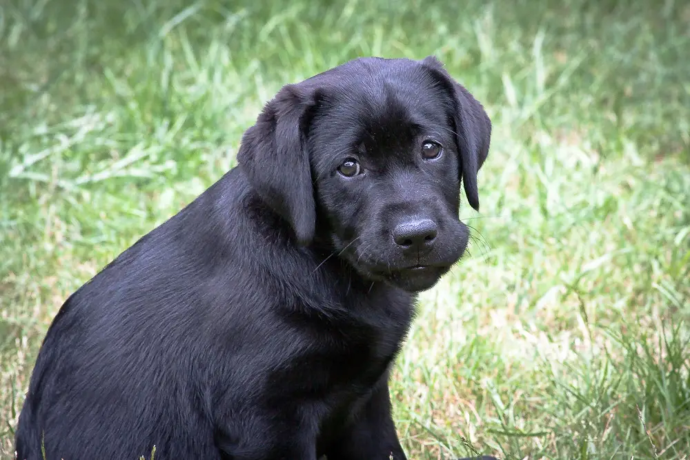 Wie alt wird ein brauner Labrador? 1 Wie alt wird ein brauner Labrador?