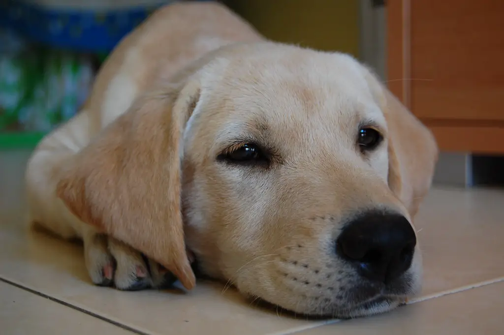 Erziehung für Labradorwelpen: Meine Tipps für den perfekten Start 1 Erziehung für Labradorwelpen: Meine Tipps für den perfekten Start