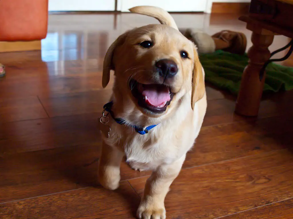 Wie schwer ist ein Labrador mit 10 Wochen? 1 Wie schwer ist ein Labrador mit 10 Wochen?