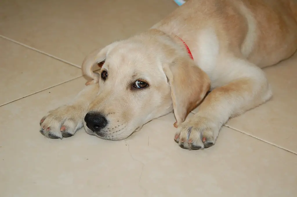 Labrador Welpen: Wie viele kann ein Labrador erwarten? 1 Labrador Welpen: Wie viele kann ein Labrador erwarten?