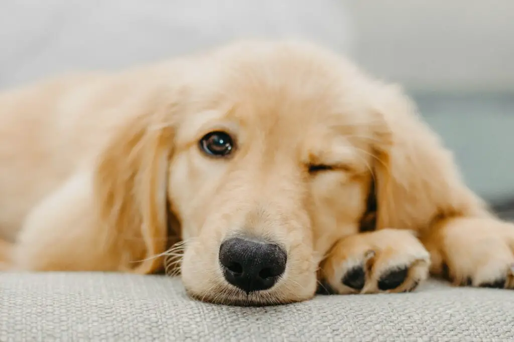 Verstehen Sie die Otterrute bei Labradors? Meine Anleitung