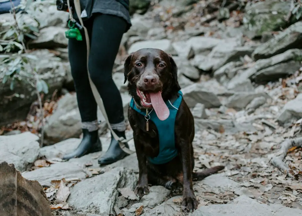 So beschäftige ich meinen Labrador sinnvoll