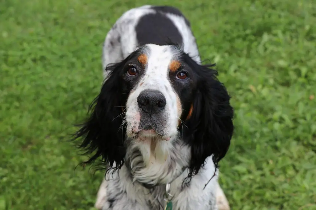 Labrador Setter Mix Pflegeanleitung: Tipps & Tricks
