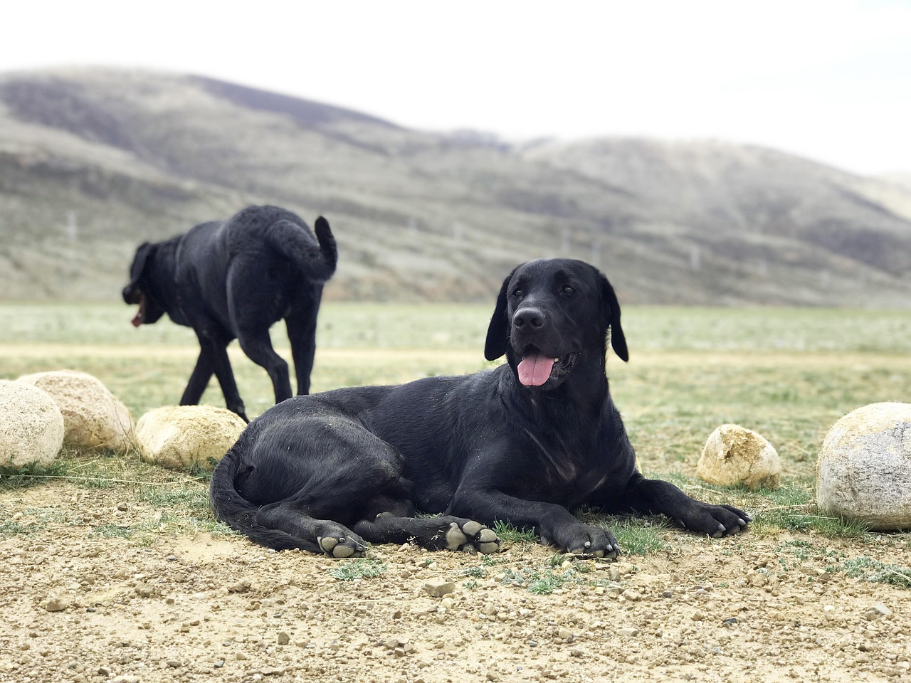 Bilder Lab Ridgeback Wie du die Ridgeback Labrador Mischung kennenlernst